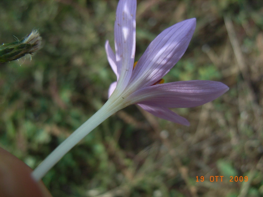 Colchicum cupanii / Colchico di Cupani